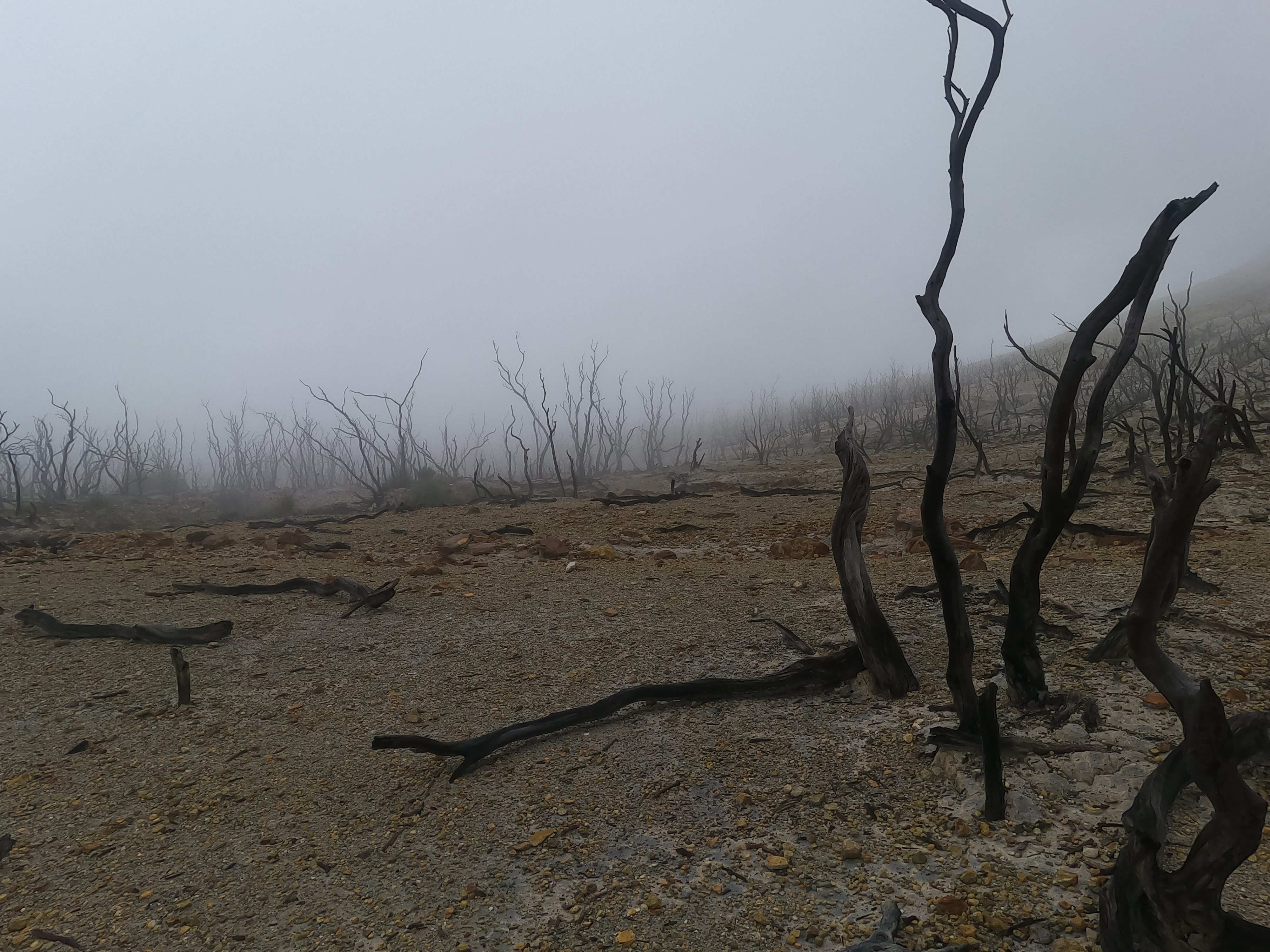 Photo 23: Kondisi hutan mati sekitar pukul 2 siang, kabut sudah turun dan jarak pandang sekitar 50 meter saja.