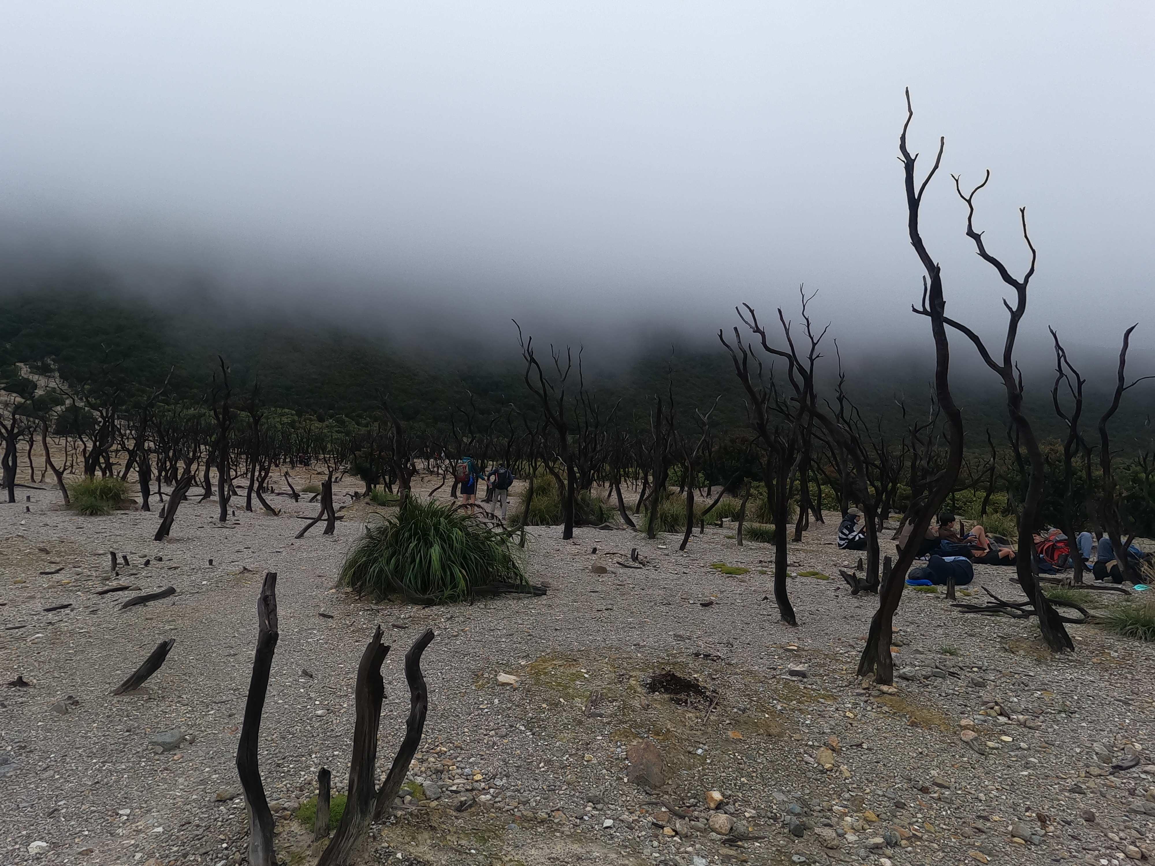 Photo 8: Kondisi dihutan mati, area bekas hutan yang terbakar akibat dampak dari erupsi