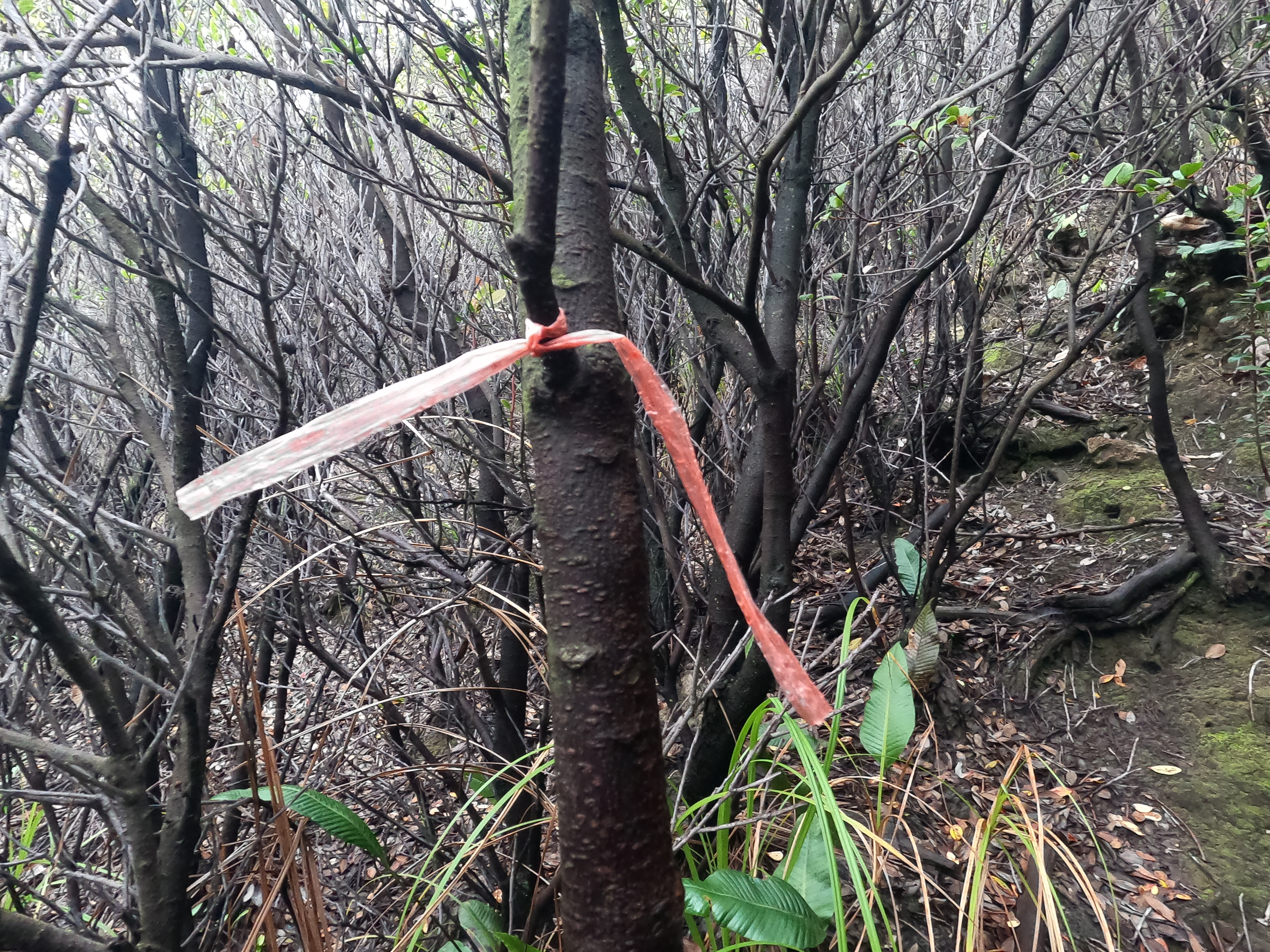 Photo 15: Walau pendakiannya melewati hutan, namun jalurnya cukup jelas dan memiliki tanda berwarna orange seperti ini