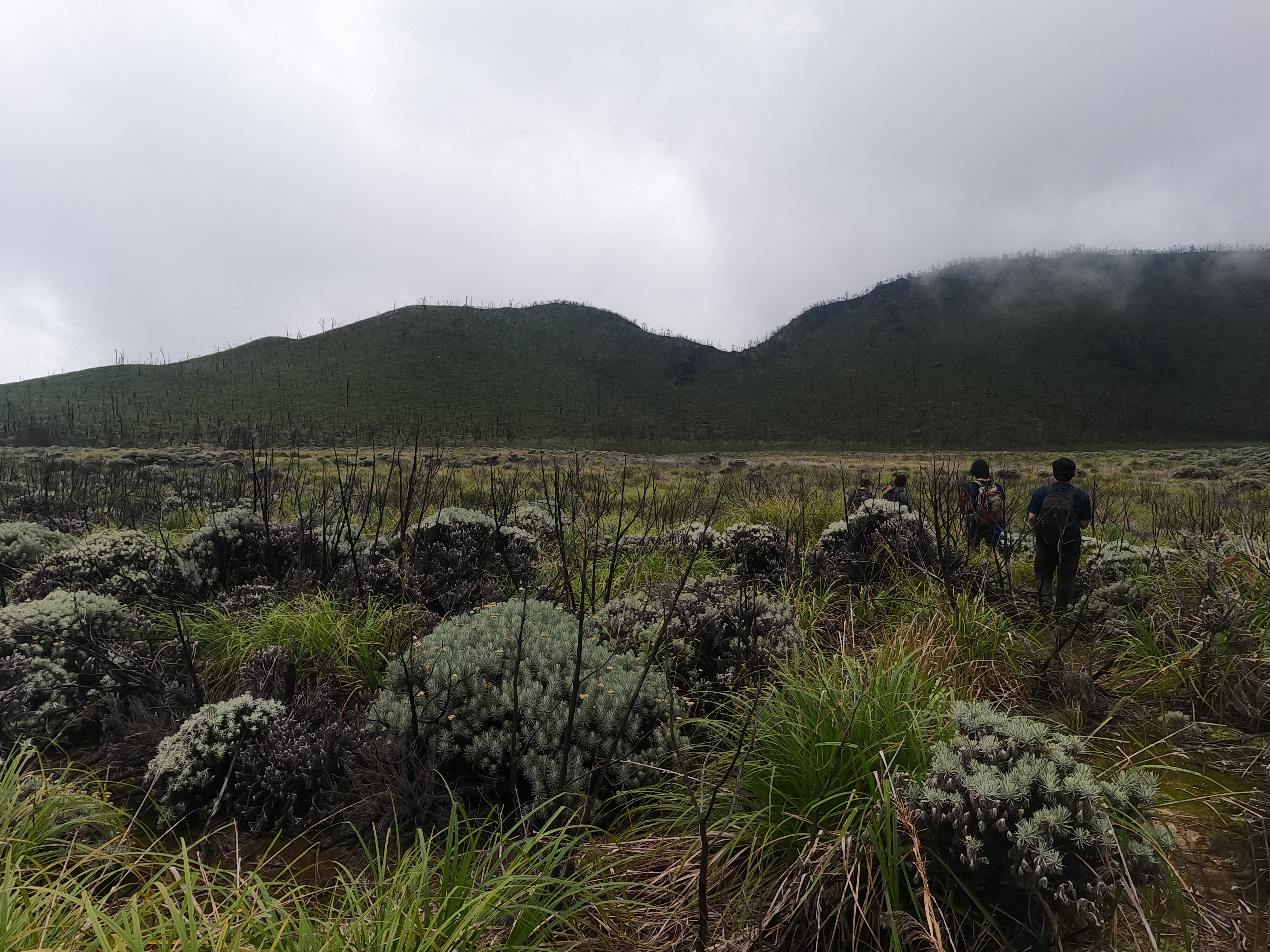 Photo 18: Setelah melewati savana, kita melihat beberapa punggungan dan puncak. Untuk mencari puncak sejatinya, kita menelusuri savana kepunggungan terdekat