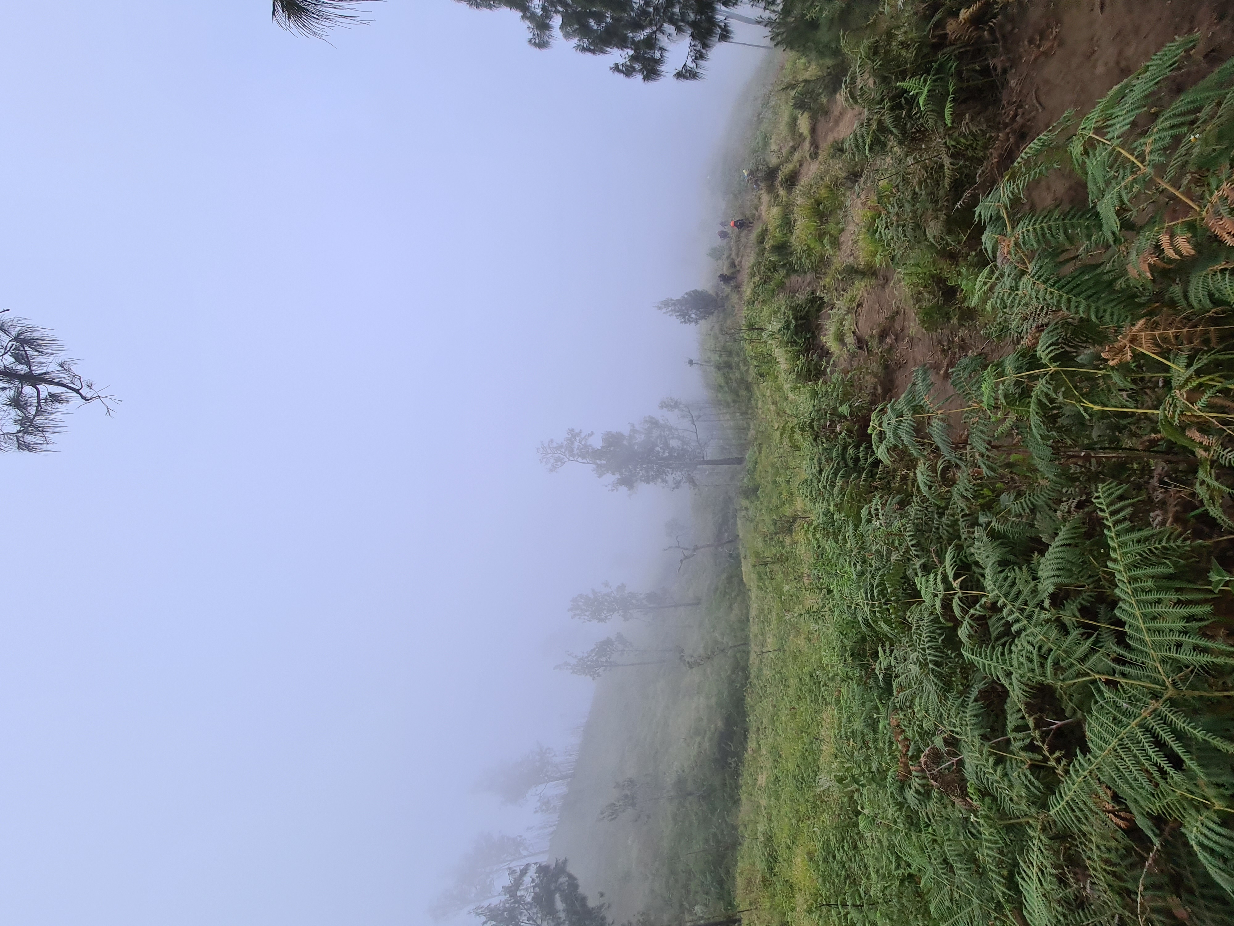 Rinjani 17/64: Trek pendakian sekarang sudah tidak lagi savana, pohon-pohon mulai tampak, mungkin sebentar lagi akan memasuki hutan