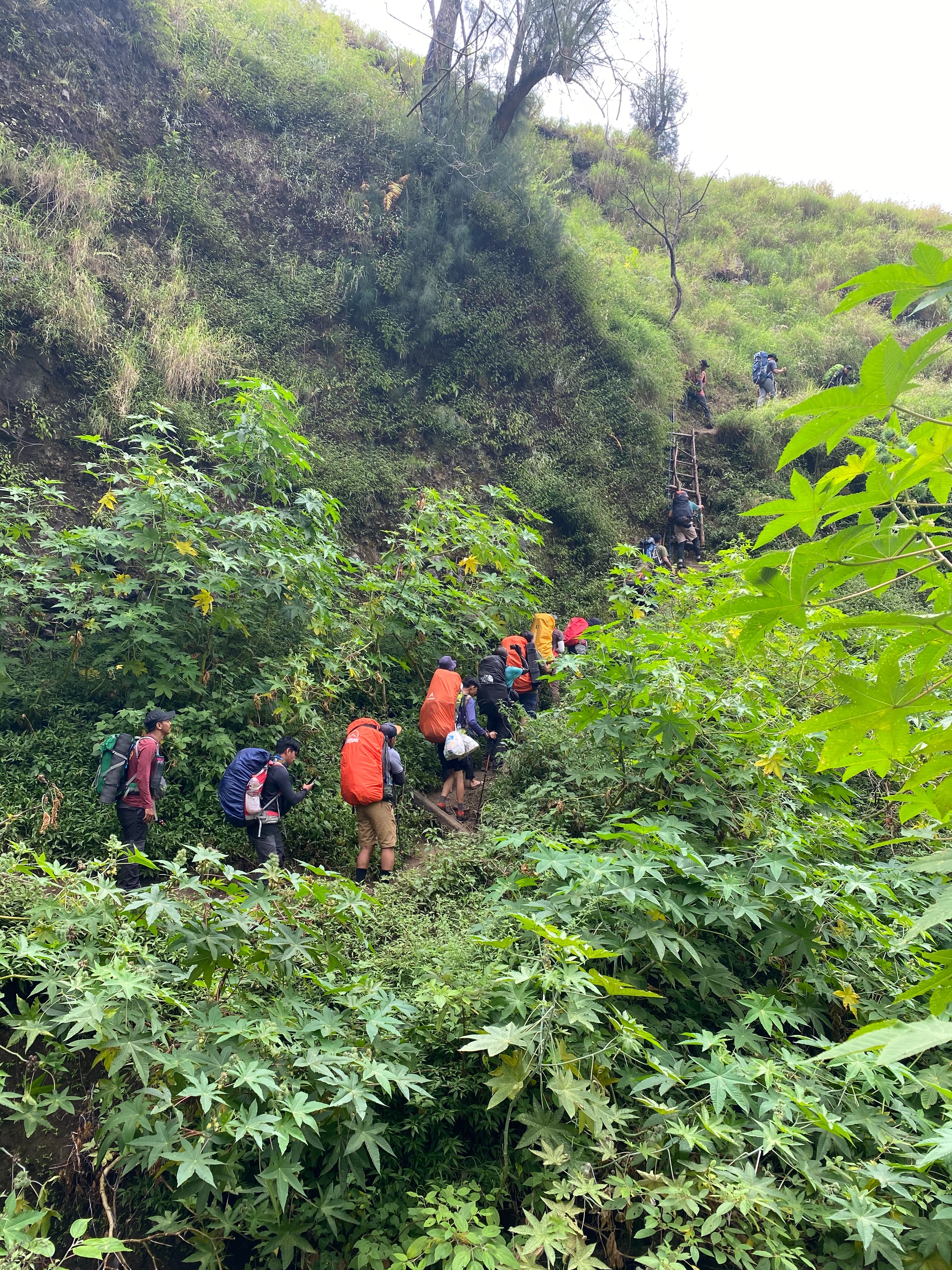 Rinjani 42/64: Beberapa bagian trek pendakian harus melewati tangga seperti ini. Kita berganti-gantian dan saling tolong-menolong supaya bisa lewat