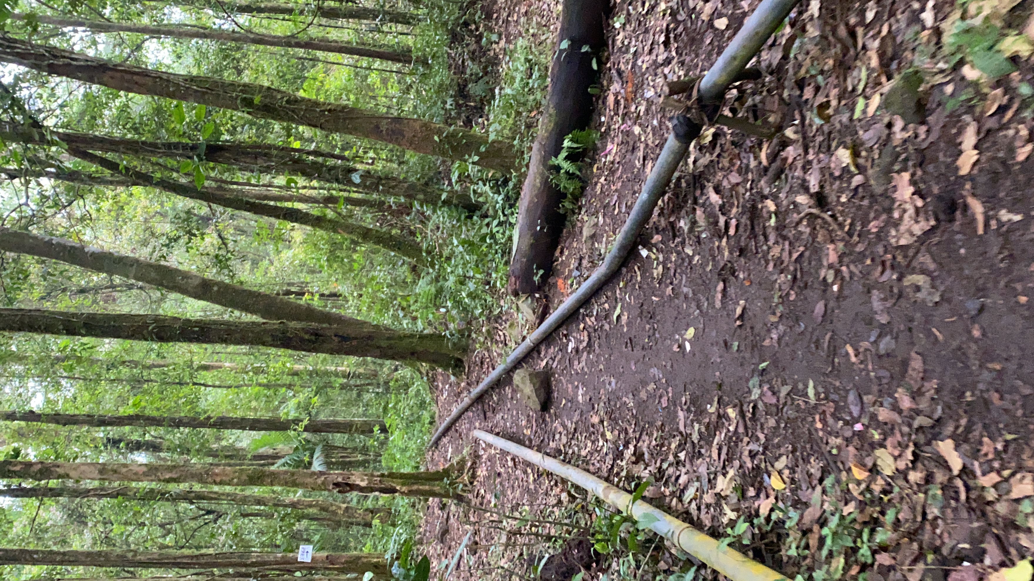 Rinjani 64/64: Setengah sisa perjalanan jalur Torean akan melalui hutan rindang seperti ini. Emang jalur Torean ini paket lengkap semua medan treking ada disini.