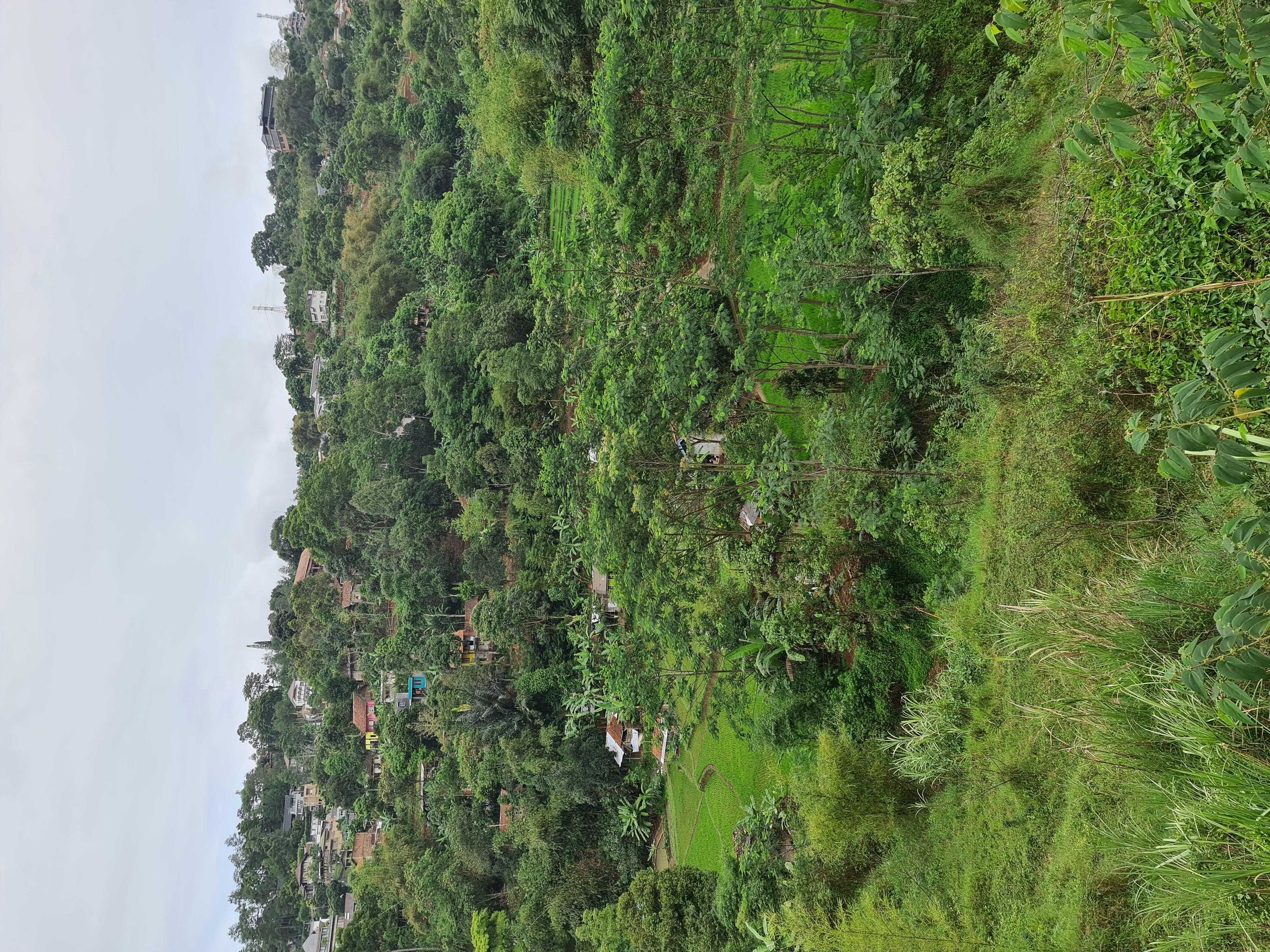 2/35 - Setelah melewati Awiligar, kita dapat menikmati bukit-bukit kecil. Beberapa bagian masih ditumbuhi pohon, namun banyak yang sudah beralih fungsi menjadi ladang pertanian dan vila-vila