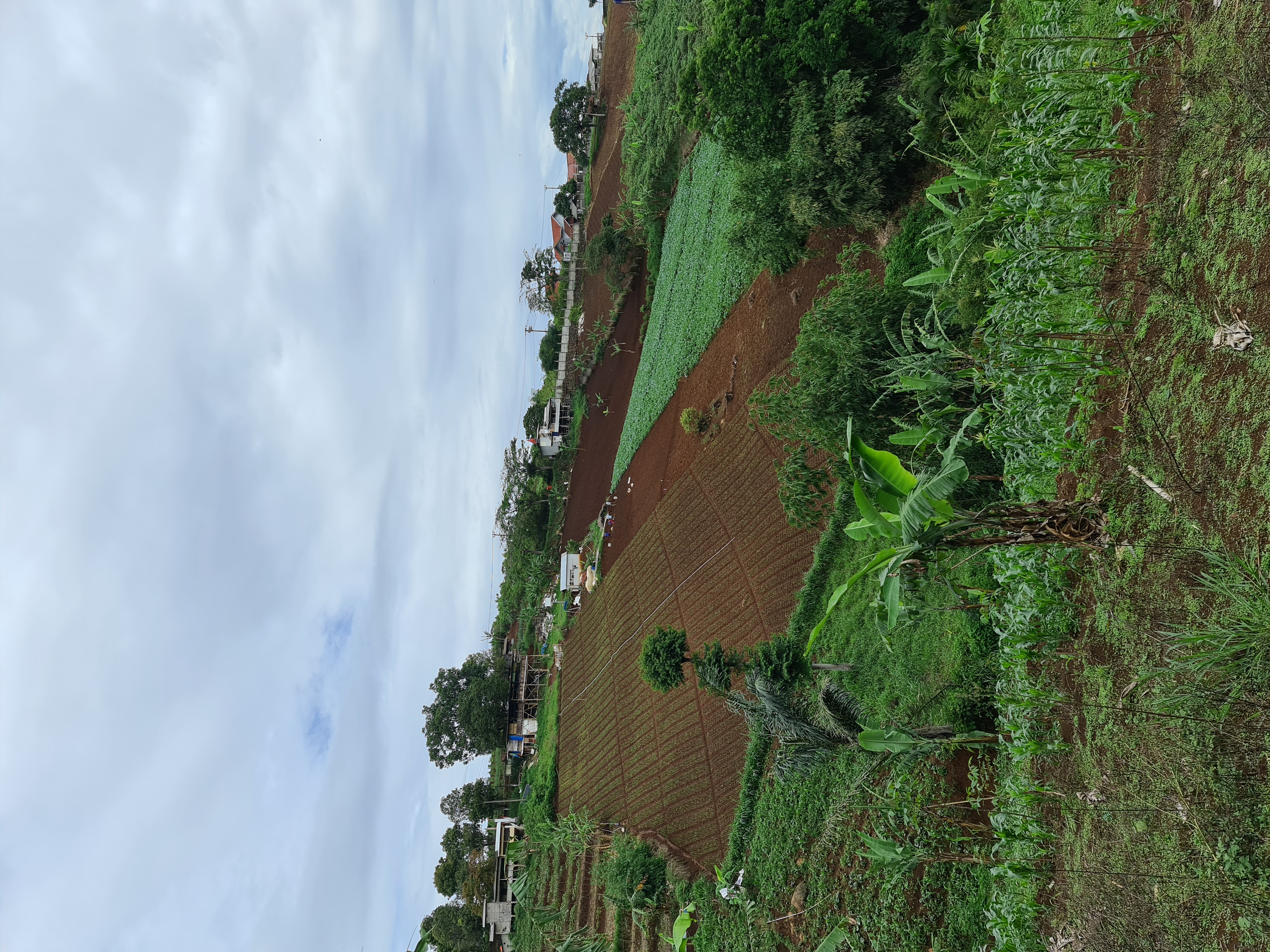 5/35 - Pemandangan lainnya selama perjalanan. Lahan ini telah beralih fungsi menjadi lahan pertanian. Semoga saat musim hujan, tempat dibawah lahan pertanian ini tidak banjir