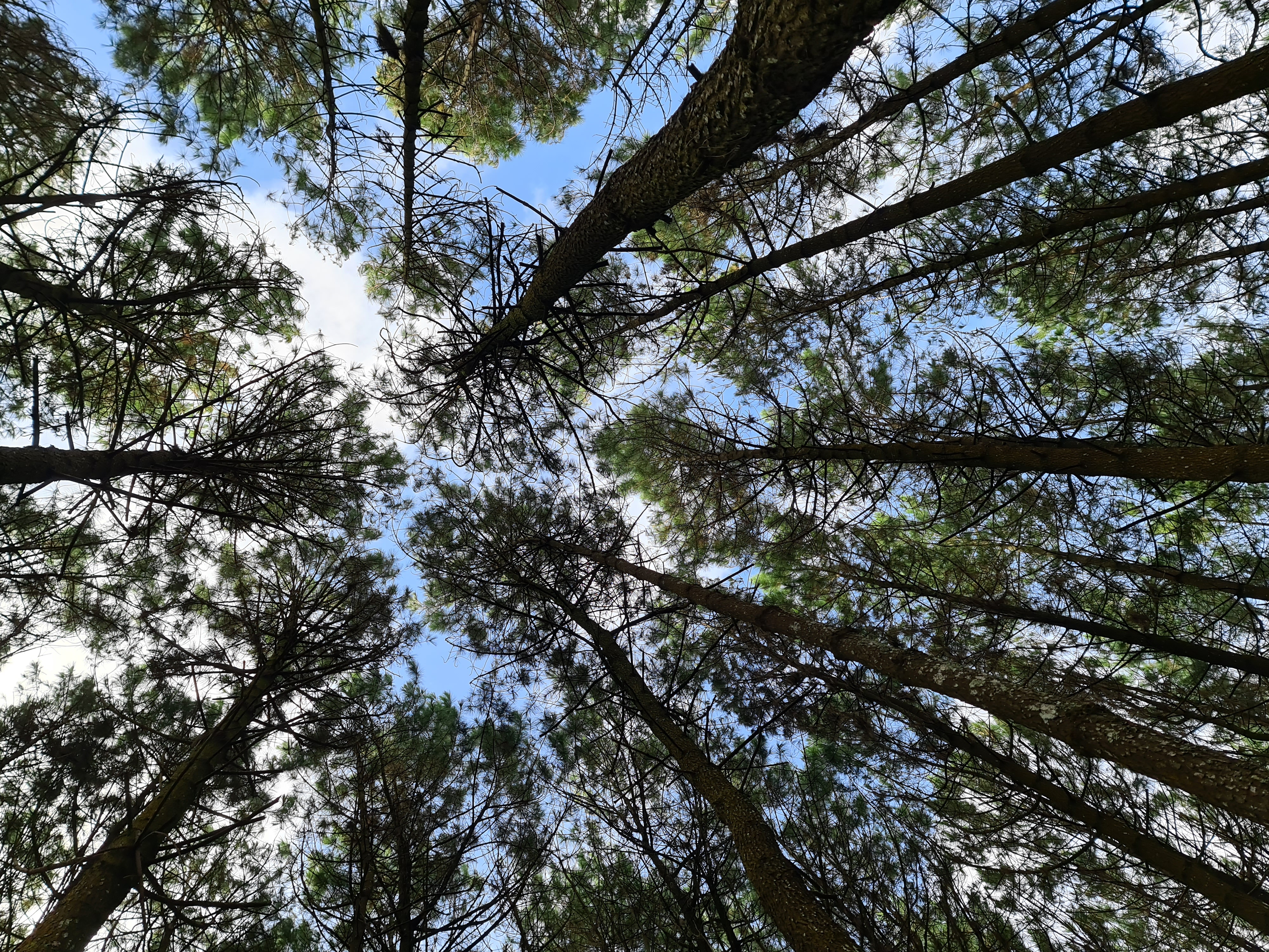 18/35 - Setelah memasuki Taman Wisata Bukit Bintang, medan perjalanan berubah menjadi hutan