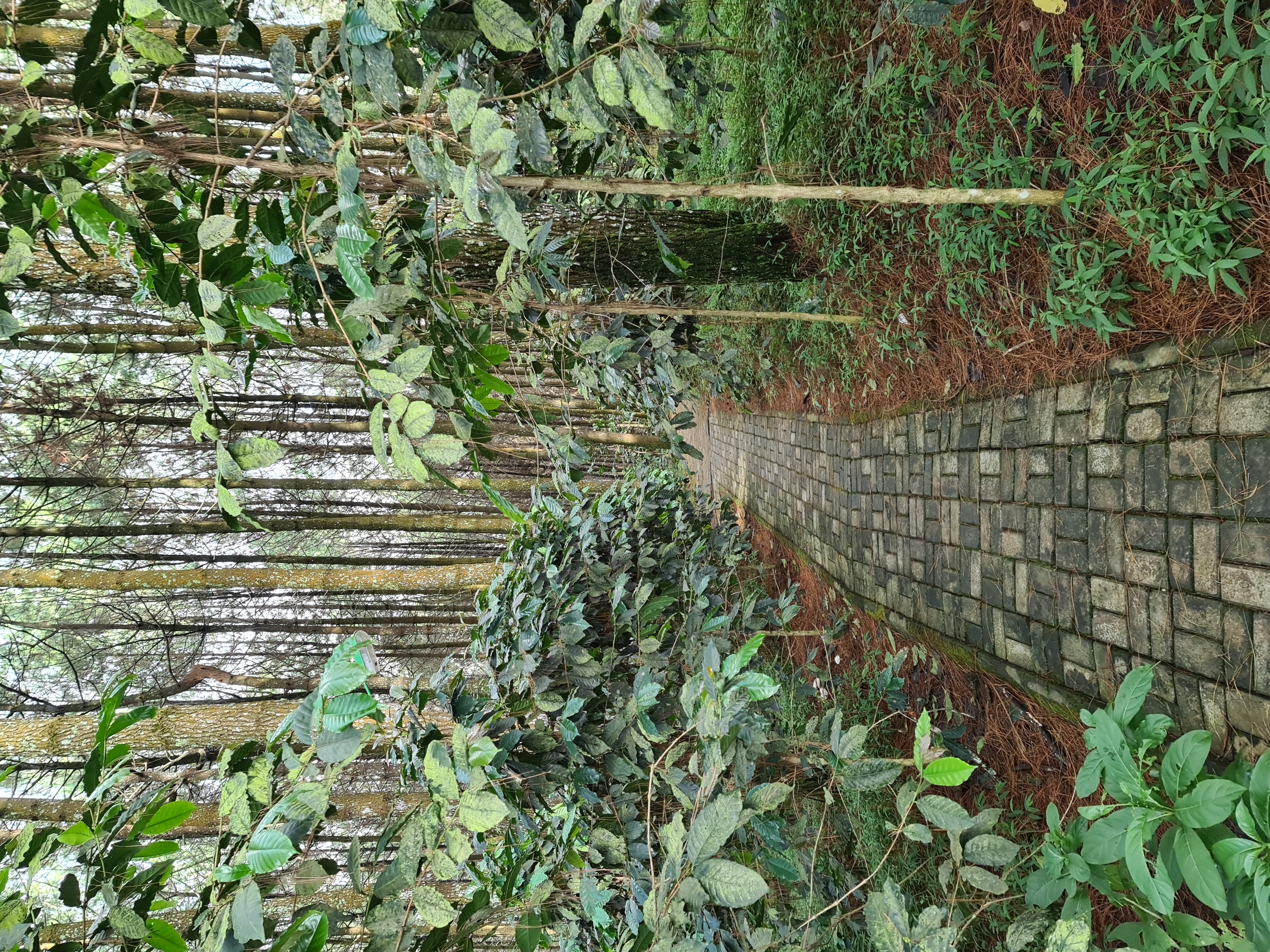 19/35 - Di dalam Taman Wisata Bukit Bintang, jalanannya masih bagus. Jalanan dengan Paving Block seperti ini.