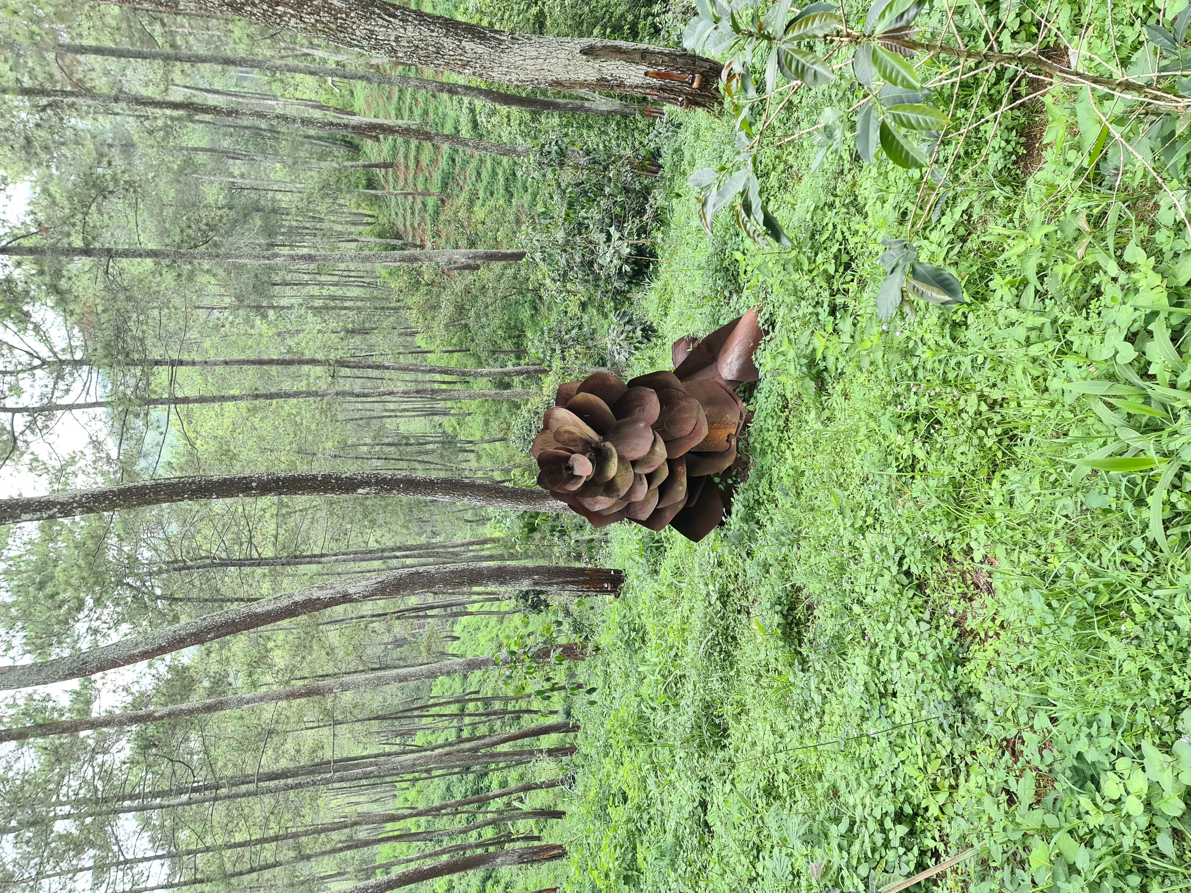 25/35 - Ditengah perjalan kita sempat ketemu dengan sesuatu berbentuk bunga seperti ini. Awalnya kita mengirat itu semacam bunga bangkai, ternyata cuman ornamen dari seng yang sudah berkarat