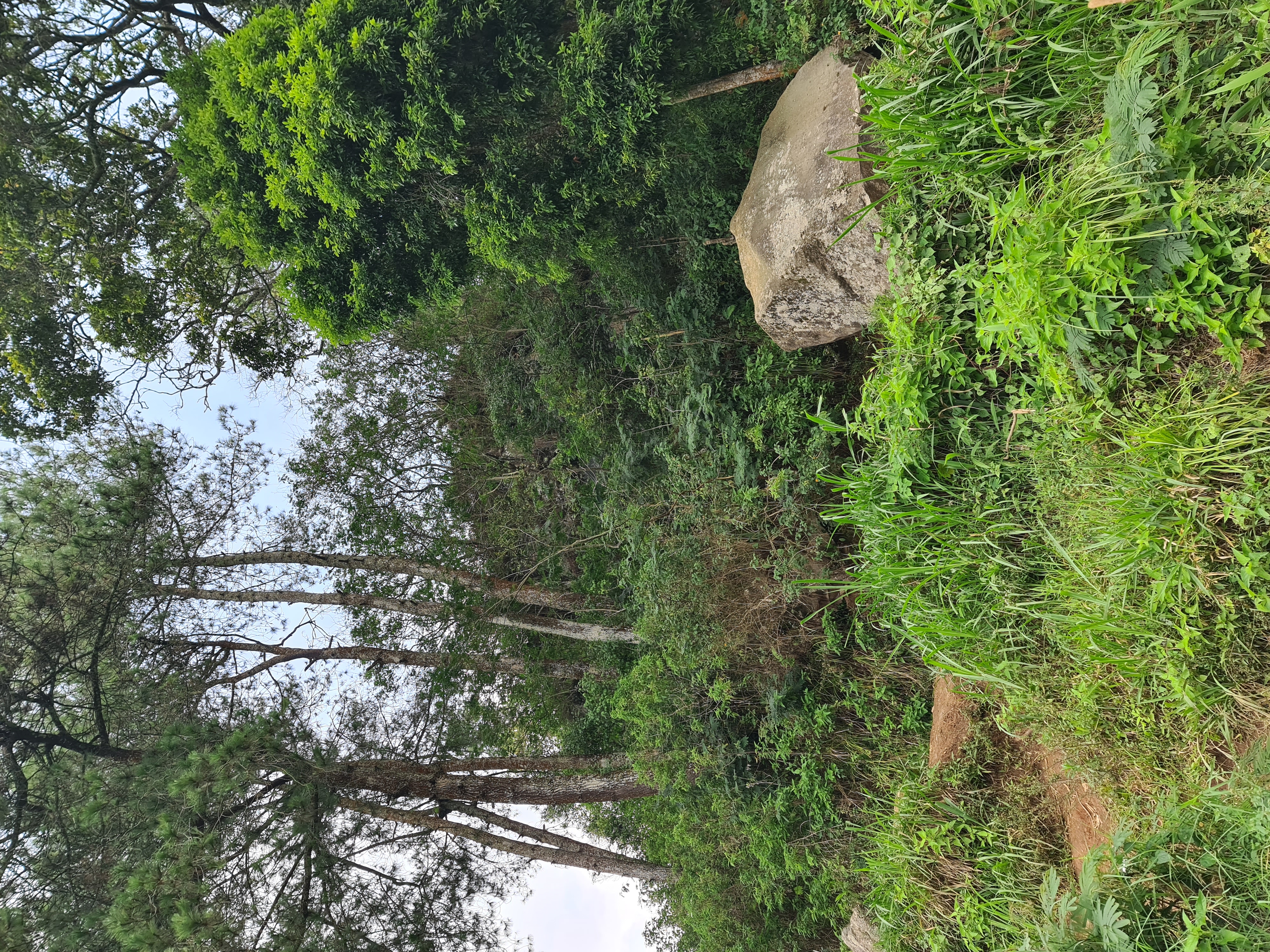 31/35 - Tepat dibelakang viewpoint ini masih terdapat gundukan tanah yang tinggi membentuk bukit, namun kayak itu merupakan sesar lembangnya yang menjulang tinggi