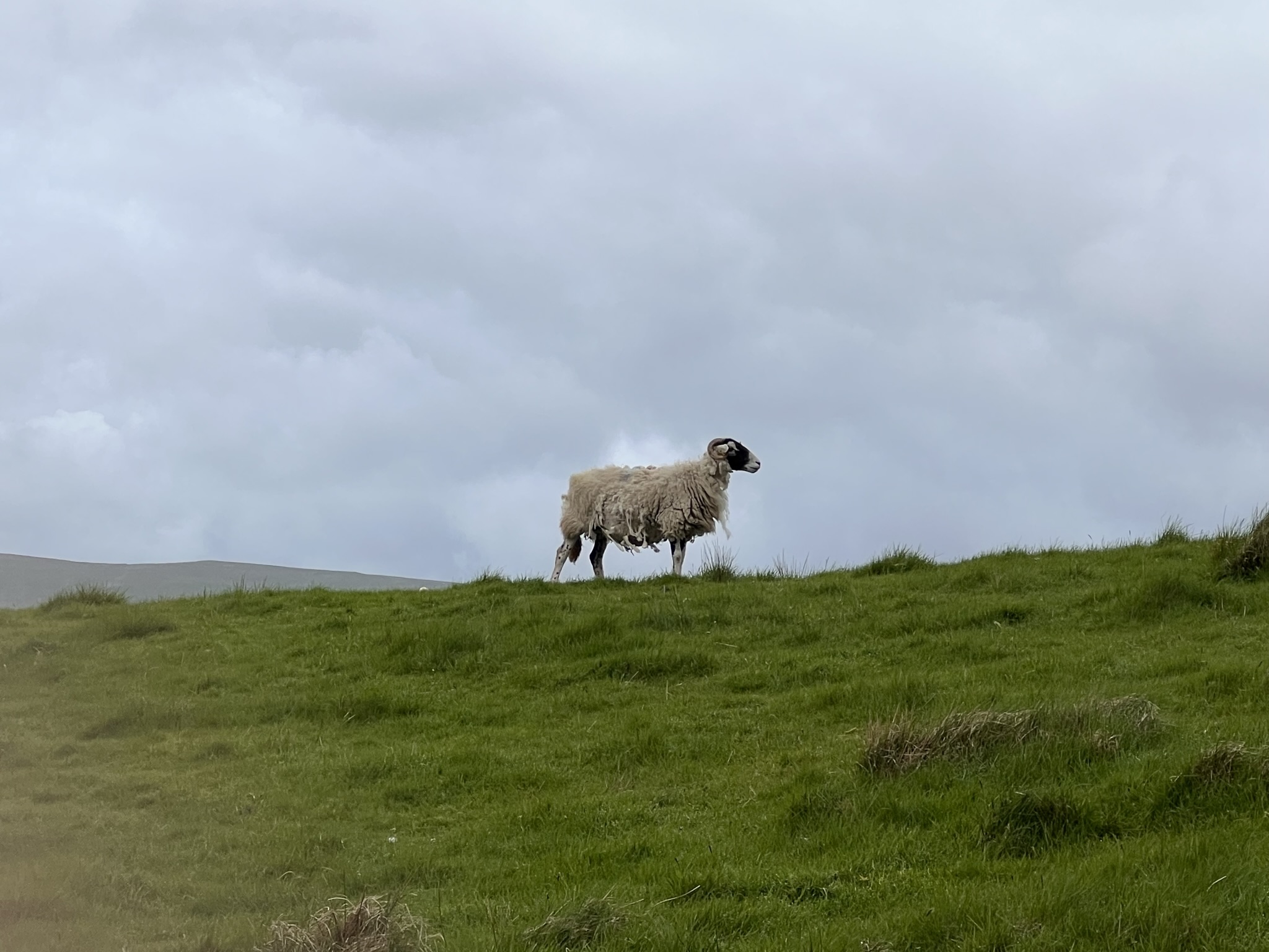 Yorkshire 24/38 - Binatang yang diternak disini ialah Kambing Domba, banyak berkeliaran diantara jalur pendakian