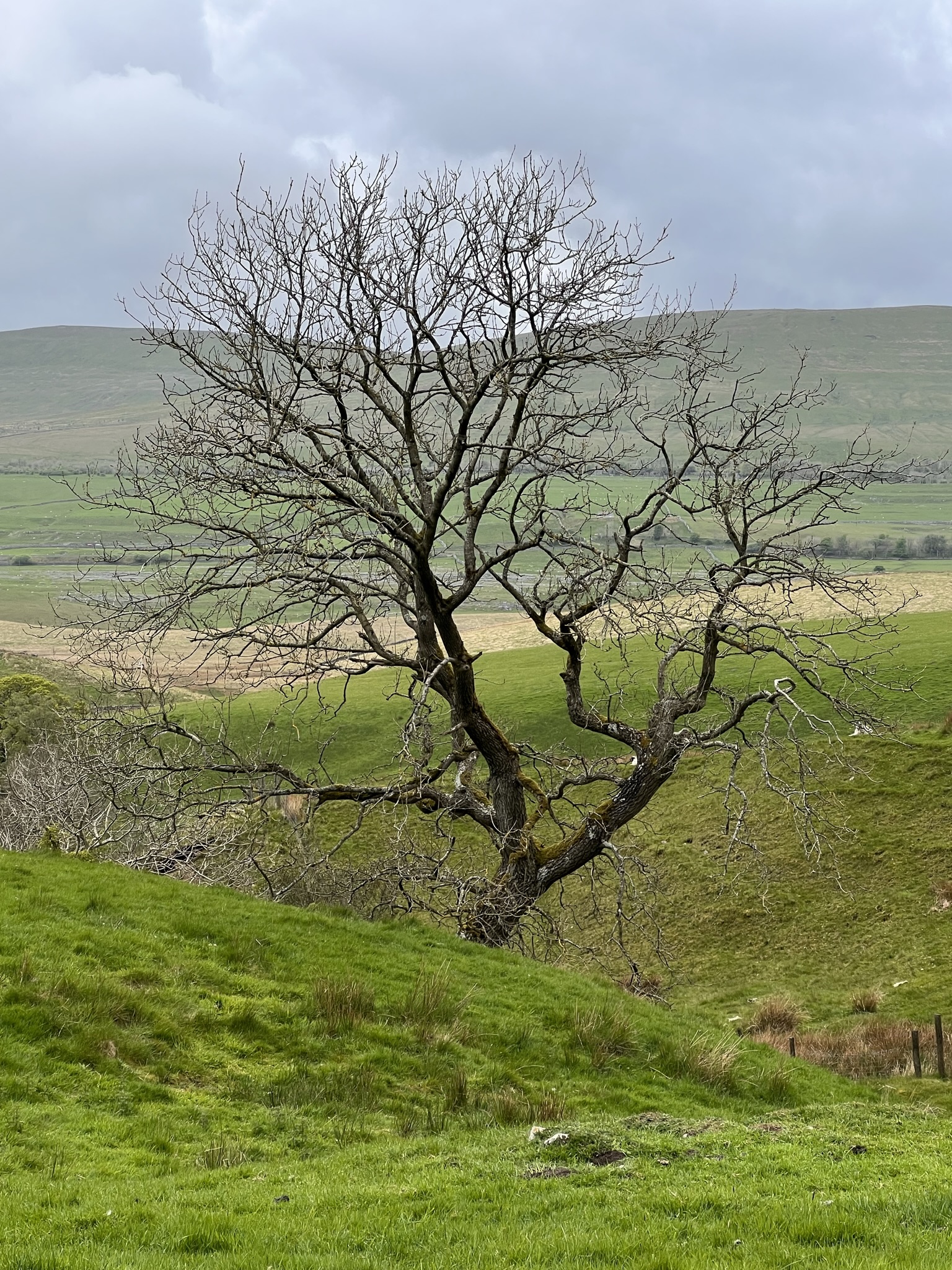 Yorkshire 30/38 - Pohon lainnya