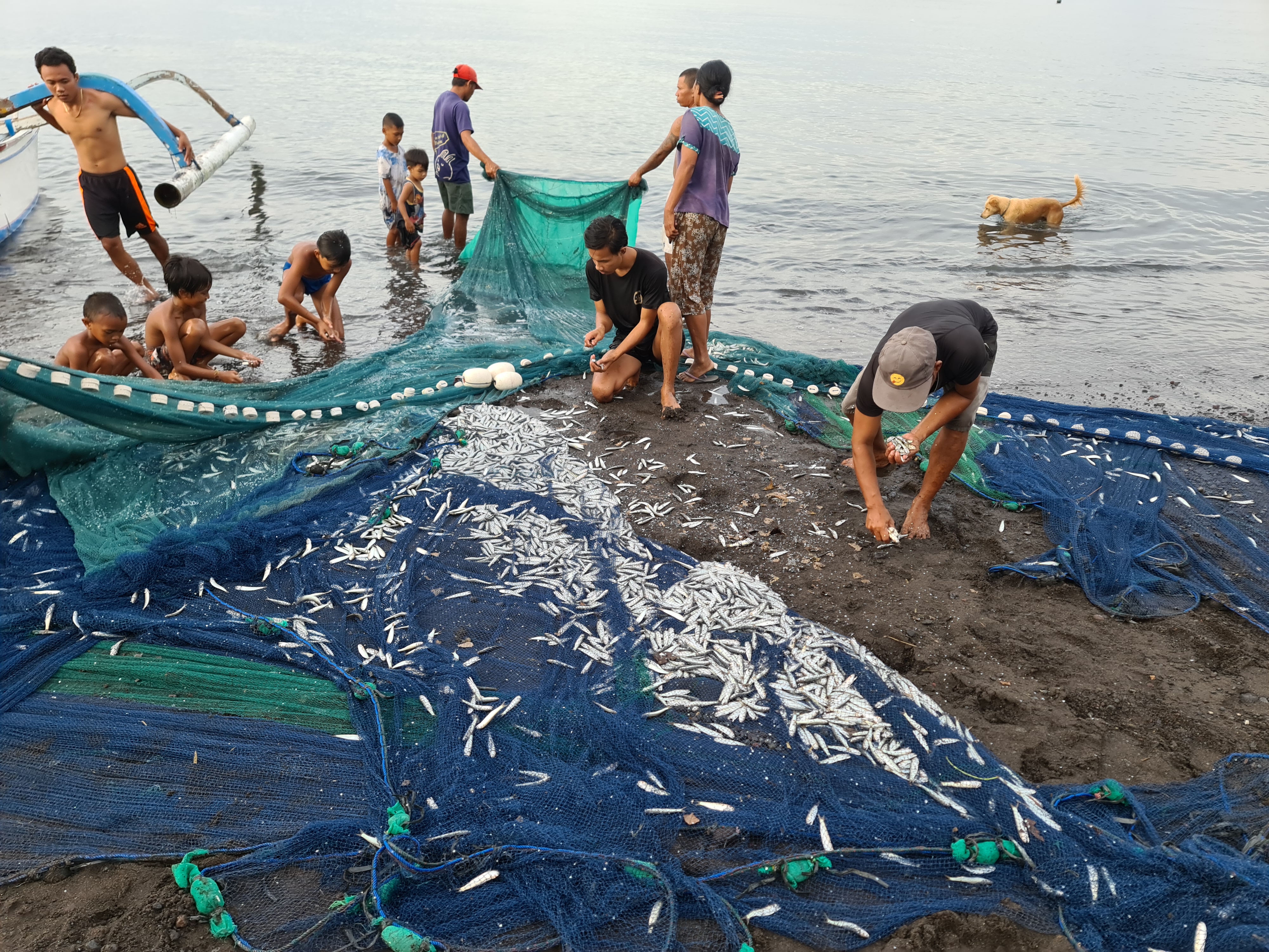 Beberapa jukung akan berlayar agak ketengah dan menggiring ikan hingga ketepi. Kemudian warga ramai-ramai mengumpulkan ikan yang terjebak dijaring nelayan